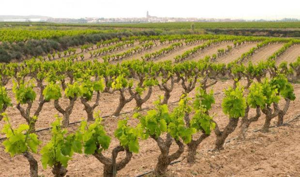 Casa Rural Ardetxal A 16Km De Logrono Y Laguardia Vinaspre Exteriér fotografie